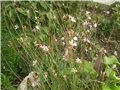 gaura